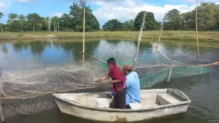 Atasta espera cosecha de 120 toneladas de mojarra en abril