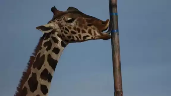 Jirafa Benito llega a Africam Safari en Puebla Jirafa Benito llega a Africam Safari en Puebla