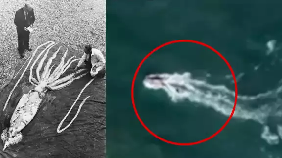 Encuentran monstruo marino en playa Miramar