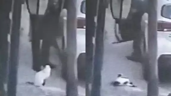 Hombre dispara y mata a gato en Tlalnepantla Hombre dispara y mata a gato en Tlalnepantla