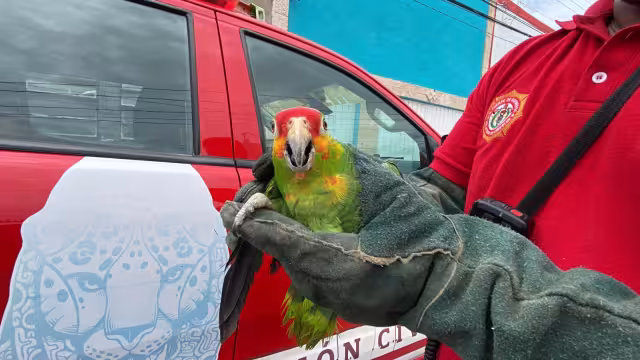 Vecinos reportaron al ave tras verla desorientada sobre la vía pública.