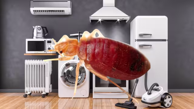 ¿Cómo deshacerse de las chinches en los electrodomésticos?