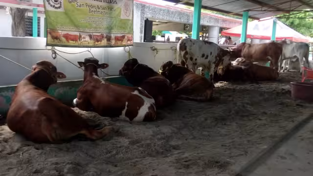 Por COVID-19 no se realizará la feria anual de los paliceños que se celebra durante el mes de agosto