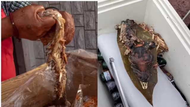 Así puedes identificar la barbacoa de perro