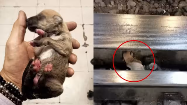 Personal del Metro CDMX rescató un cachorro que cayó a las vías en Chabacano