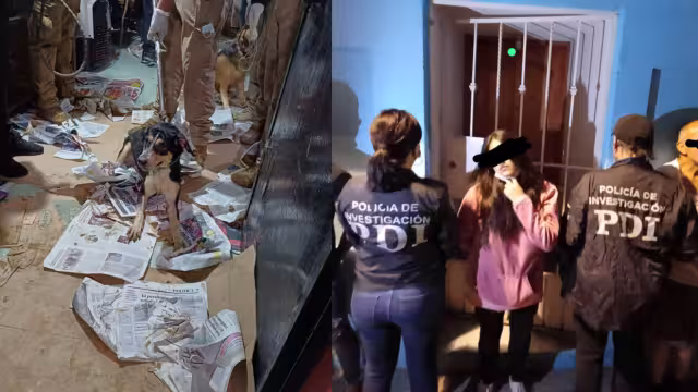 Rescatan a 60 perros hacinados en casa de Coyoacán