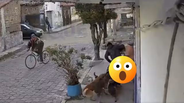 Jóvenes son atacados por una jauría de perros en Metepec