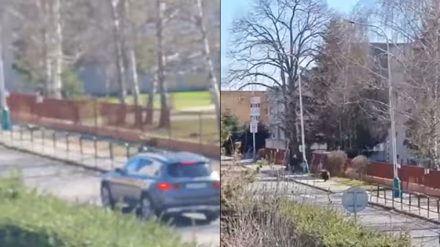 Oso ataca a un grupo de personas en Eslovenia