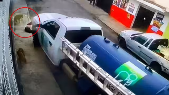 Cámara de seguridad capta a repartidor de gas atropellando a perrito en Pachuca