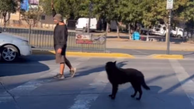 Perrito se hace viral por trabajar en los semáforos