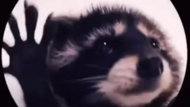 Pedro y el Mapache es uno de los nuevos videos virales que conquistó a internautas