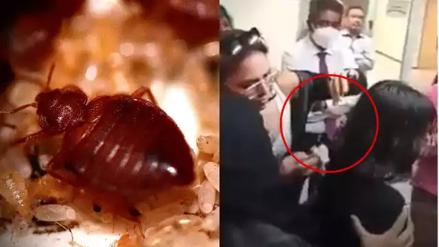 Captan chinche en cabello de alumna de la UNAM