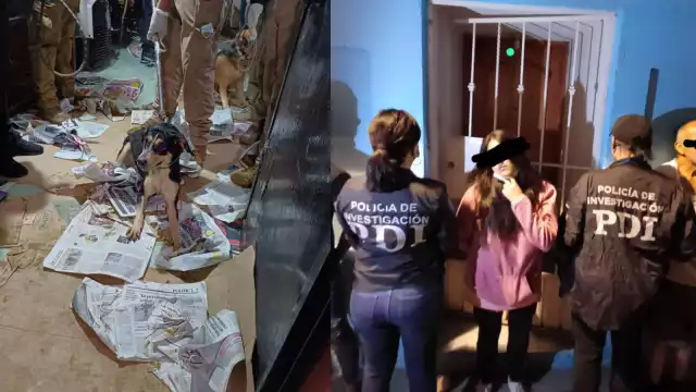 Rescatan a 60 perros hacinados en casa de Coyoacán