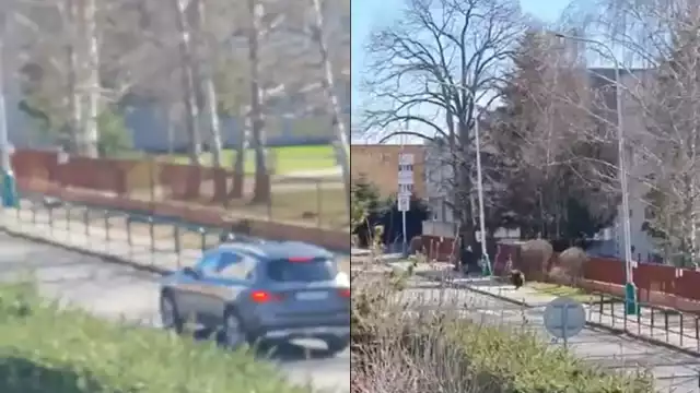 Oso ataca a un grupo de personas en Eslovenia