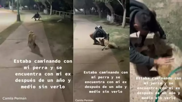Perrito corre a abrazar al ex de su dueña
