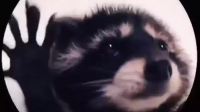 Pedro y el Mapache es uno de los nuevos videos virales que conquistó a internautas