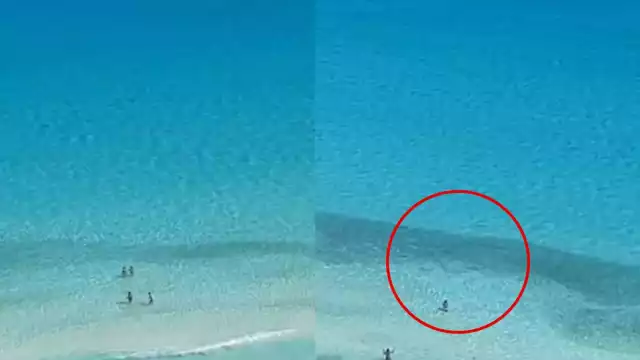 Captan banco de peces que atrae tiburones en Cancún