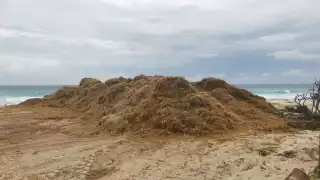 Gran volumen de sargazo llega a las costas de Quintana Roo