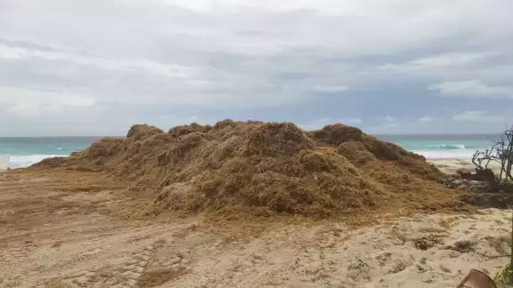 Gran volumen de sargazo llega a las costas de Quintana Roo Gran volumen de sargazo llega a las costas de Quintana Roo