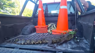 ¡Casi le muerde el pie! Cocodrilo sorprende a hombre mientras limpiaba su terreno en Buctzotz