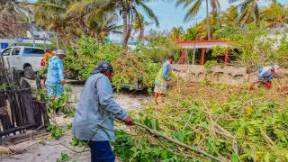 Avanza sin control y ya pone en jaque a El Cuyo: la lechuga invasora desata alarma y obliga a una batalla urgente en playas y dunas