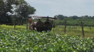 La tala de la selva de Campeche para hacer sembradíos de transgénicos causa daños en el ecosistema por pesticidas, indicó el Cemda