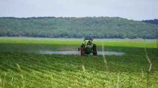 En Campeche hay 4.4 millones de hectáreas cubiertas por ecosistemas y manglares, por lo que se busca parar la deforestación