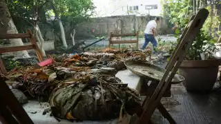 Los pobladores de las comunidades se internan en el campo para cortar hojas “Pixoy”; además, se consiguen láminas de plátano con las que se envuelve el tamal