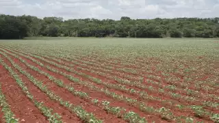 Campeche cuenta con un promedio de 12 mil menonitas, distribuidos en 18 colonias