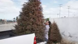 En Campeche, se habilitarán cinco centros de acopio para recabar pinos naturales