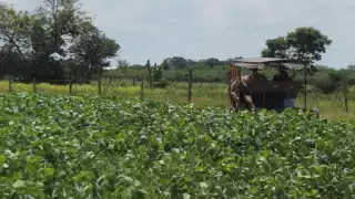 Durante 2021 se ha perdido la productividad entre dos millones 645 mil y cuatro millones 960 toneladas de suelo