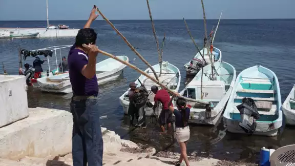 La temporada de pulpo inició el 1 de agosto y concluirá el próximo 15 de diciembre La temporada de pulpo inició el 1 de agosto y concluirá el próximo 15 de diciembre