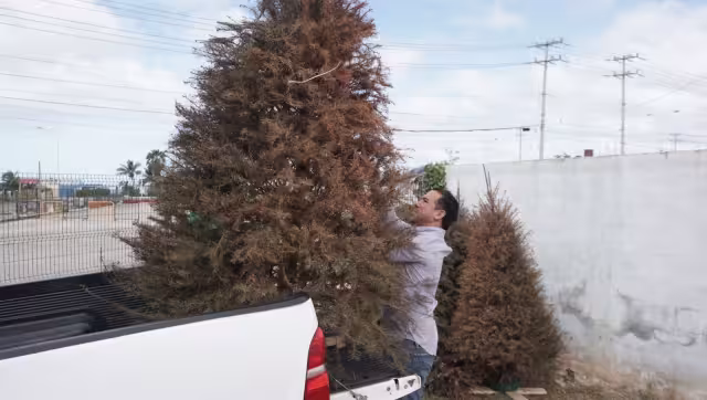 Los árboles que recaben serán transformados en composta