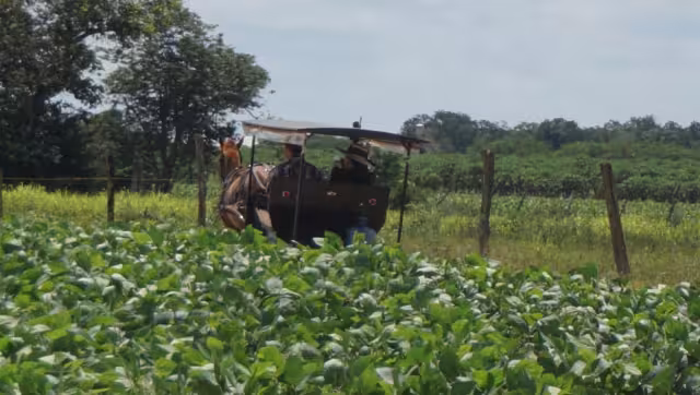 La tala de la selva de Campeche para hacer sembradíos de transgénicos causa daños en el ecosistema por pesticidas, indicó el Cemda