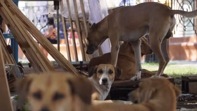 Veterinarios reportan lesiones por sogas y machete en animales