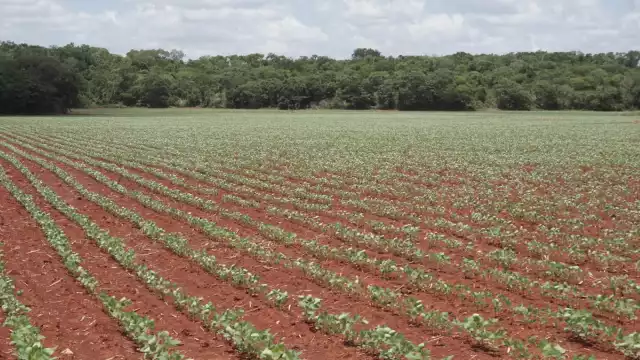 Campeche cuenta con un promedio de 12 mil menonitas, distribuidos en 18 colonias