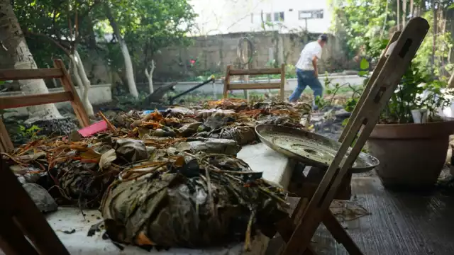 Los pobladores de las comunidades se internan en el campo para cortar hojas “Pixoy”; además, se consiguen láminas de plátano con las que se envuelve el tamal