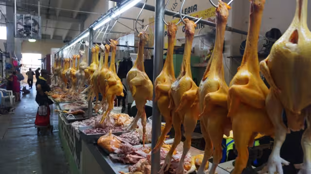 Las seis compañías reproductoras de aves son: Bachoco, Buenaventura, El Calvario, Pill Green, Grupo Patsa y Ropesa