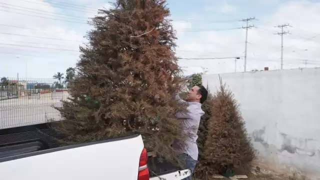 Los árboles que recaben serán transformados en composta