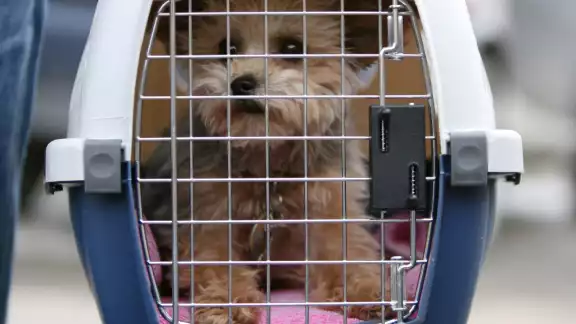 Perros de apoyo emocional ya no viajarán con pasajeros en aeropuerto de Mérida
