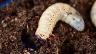 Alerta en Yucatán: miasis por gusano barrenador se expande a 14 municipios; van 23 casos y una muerte