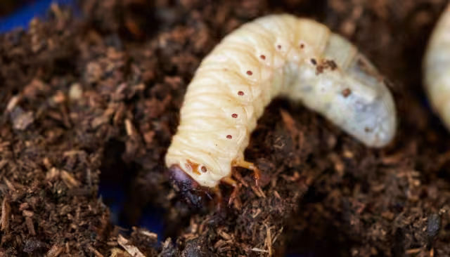 La última semana Yucatán confirmó tres nuevos contagios; ya suma 23 en 14 municipios