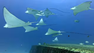 Rayas águila atraen turismo en Isla Mujeres