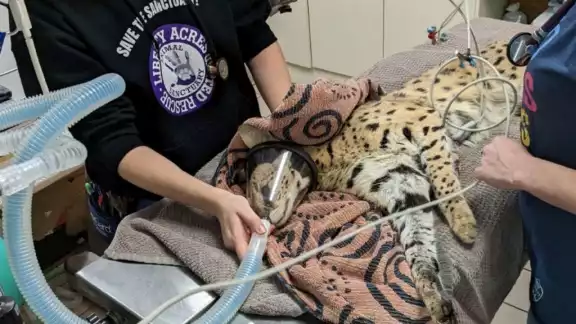 Amiry el gato conocido en redes como "gato de la cocaína" Amiry el gato conocido en redes como "gato de la cocaína"