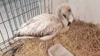Rescatan a flamenco rosa herido en colonia Lázaro Cárdenas de Campeche; especie está amenazada 
