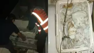 Pescadores temen que esta temporada de pulpo siga igual de baja que la de 2022