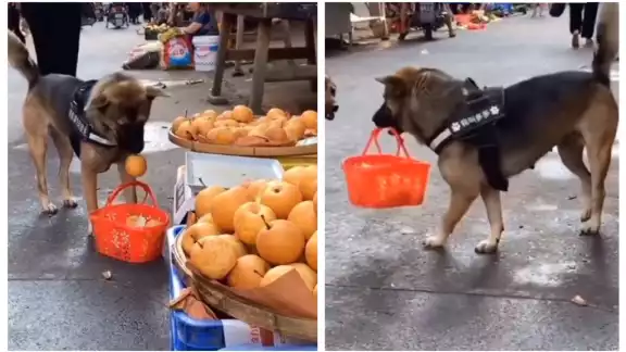 El perrito no se movió de su lugar hasta conseguir un trato justo y llevarse la manzana que la hacía falta