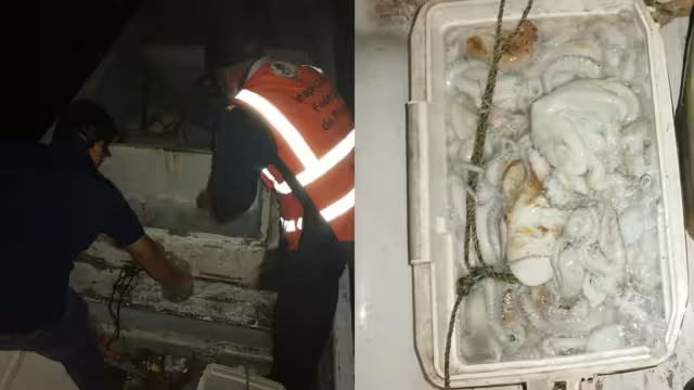 Pescadores temen que esta temporada de pulpo siga igual de baja que la de 2022