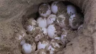 Nidos de tortugas afectados por la construcción de palapas en  Ciudad del Carmen