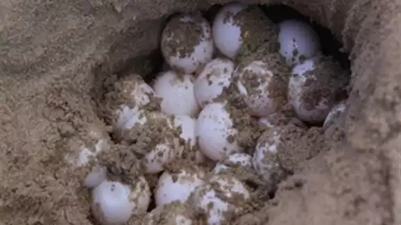 un grupo de 5 jóvenes, 3 de ellos biólogos de la UNAM, además de una bióloga de Colombia, se comprometieron a apoyar la conservación de esta especie un grupo de 5 jóvenes, 3 de ellos biólogos de la UNAM, además de una bióloga de Colombia, se comprometieron a apoyar la conservación de esta especie